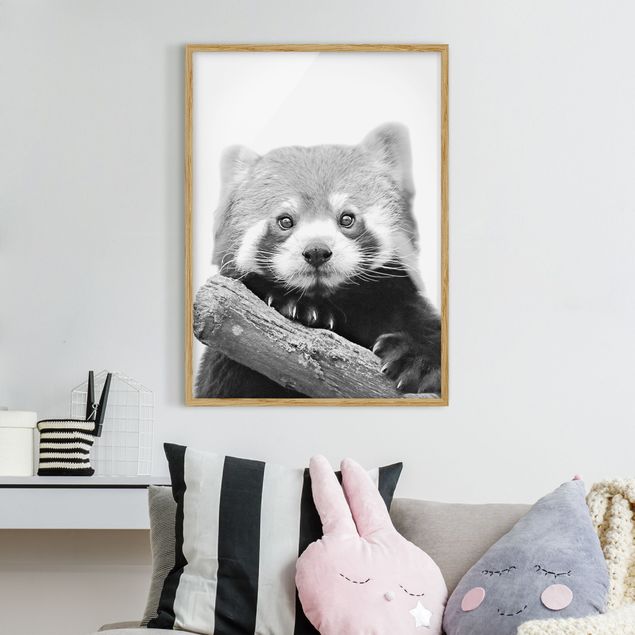 Moderne Bilder mit Rahmen Roter Panda in Schwarz-weiß