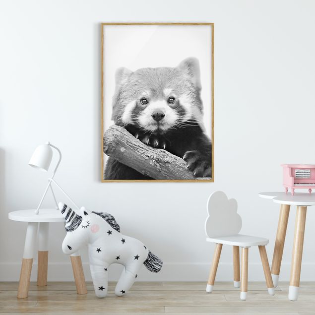 Monika Strigel Poster Roter Panda in Schwarz-weiß