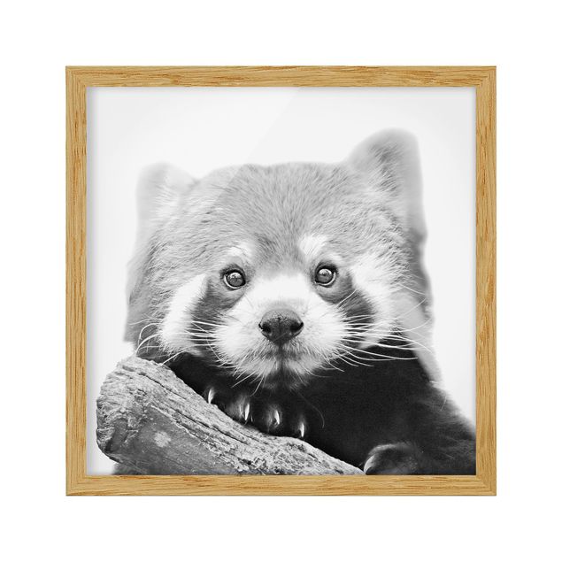 schöne Bilder Roter Panda in Schwarz-weiß