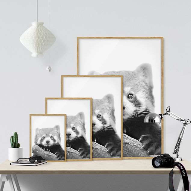 Wandbilder mit Rahmen Roter Panda in Schwarz-weiß