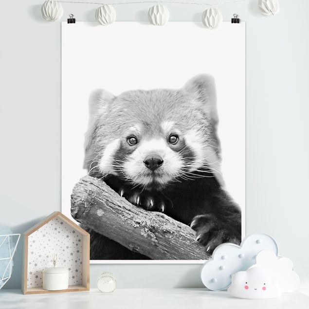 XXL Poster Roter Panda in Schwarz-weiß