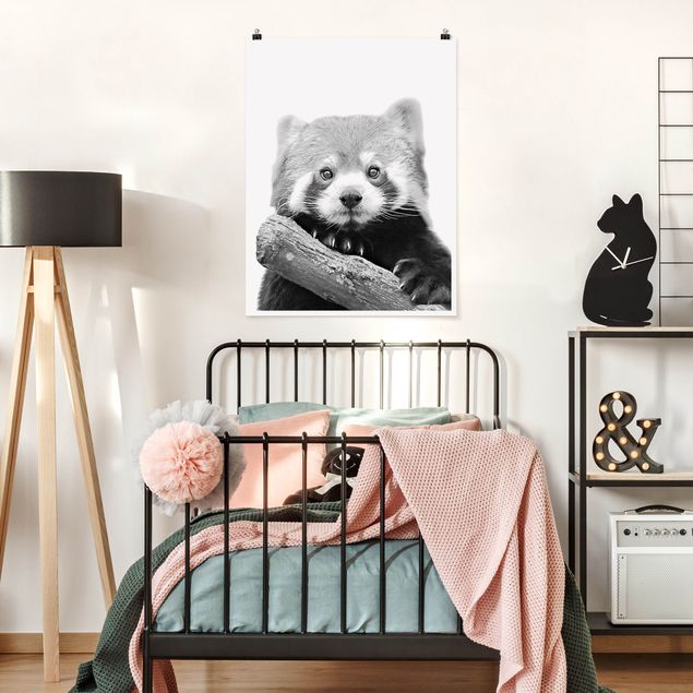 Moderne Poster Roter Panda in Schwarz-weiß
