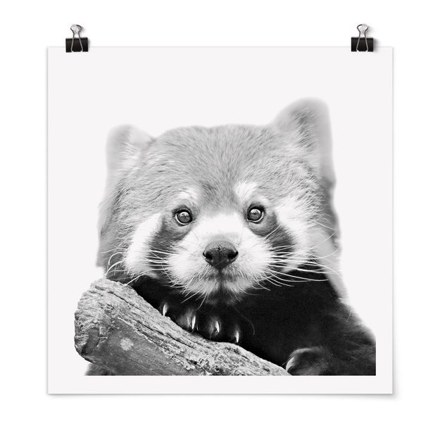 Monika Strigel Poster Roter Panda in Schwarz-weiß