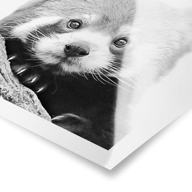 Poster kaufen Roter Panda in Schwarz-weiß