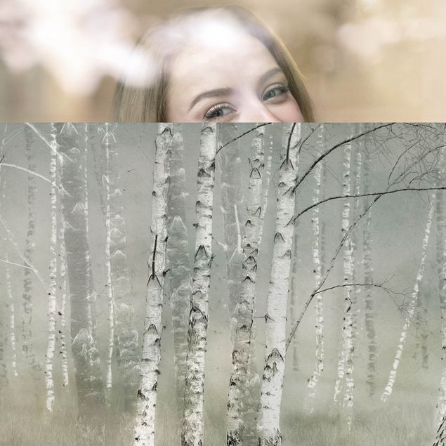 Fensterfolie - Sichtschutz - Ruhender Birkenwald - Fensterbilder