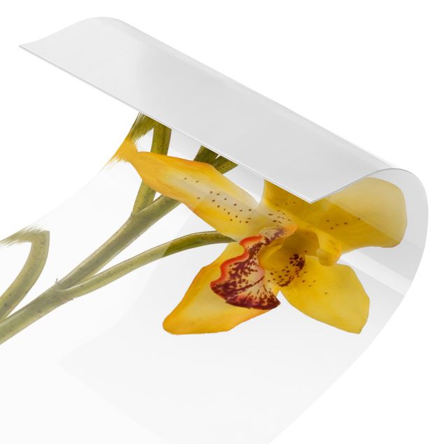 Spritzschutz Küche ohne bohren Saffron Orchid Waters