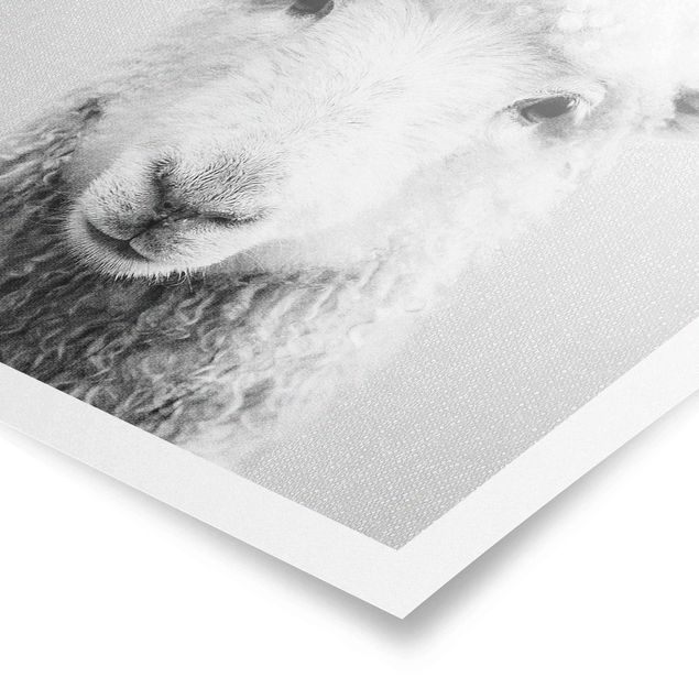 Poster kaufen Schaf Steffi Schwarz Weiß