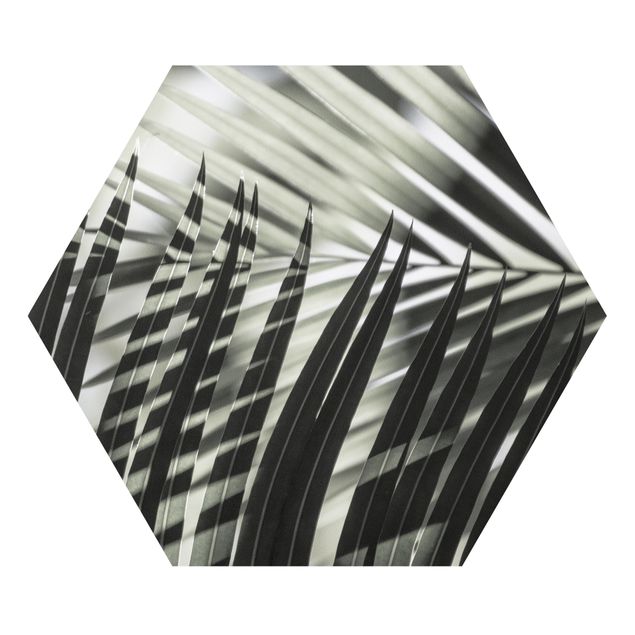 Hexagon Bild Forex - Schattenspiel auf Palmenwedel