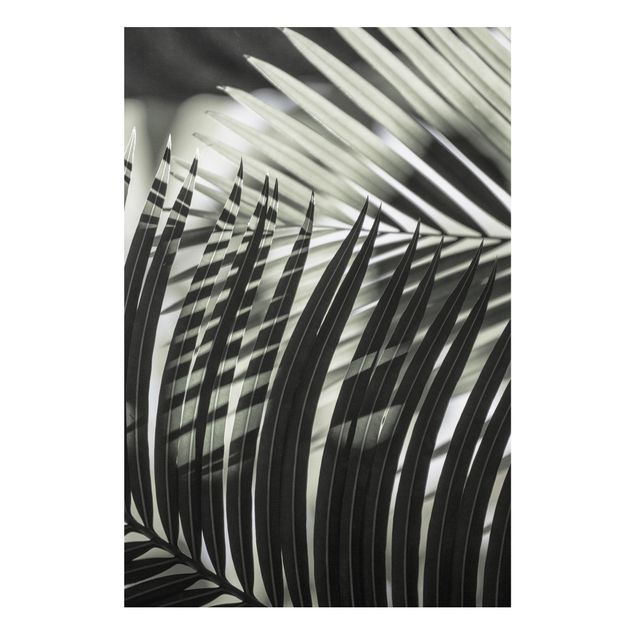 schöne Bilder Schattenspiel auf Palmenwedel