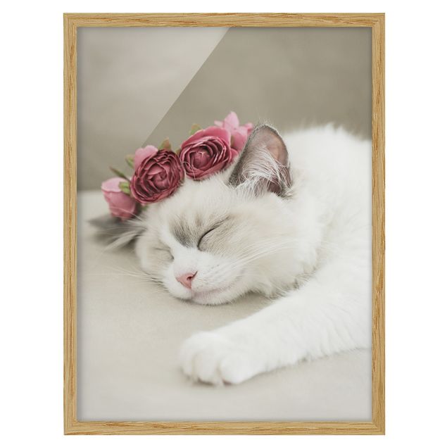 Monika Strigel Bilder Schlafende Katze mit Rosen