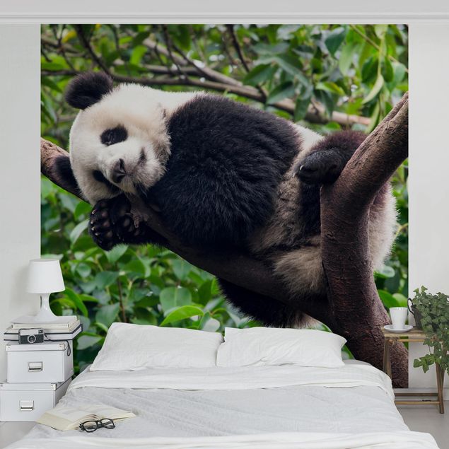 Tapete Dschungel Schlafender Panda auf Ast
