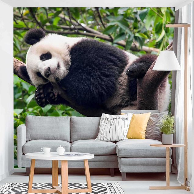 Design Tapeten Schlafender Panda auf Ast
