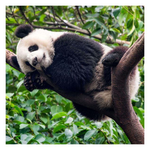 Tapete selbstklebend Schlafender Panda auf Ast