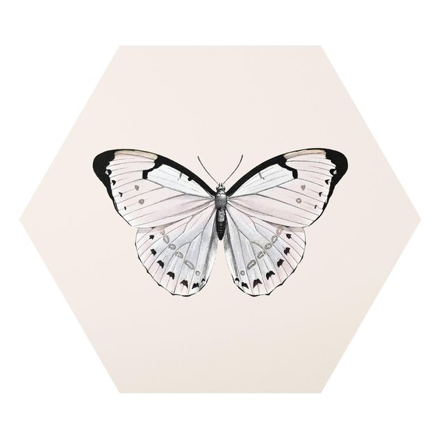Hexagon Bild Forex - Schmetterling auf Beige