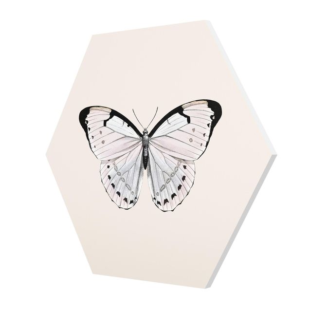 Hexagon Bild Forex - Schmetterling auf Beige