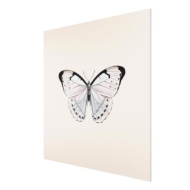 Foto auf Hartschaumplatte Schmetterling auf Beige