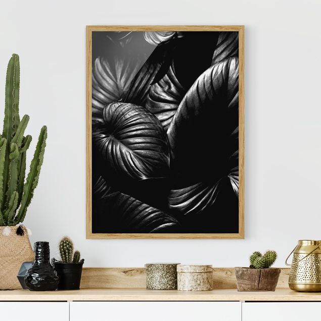 schwarz-weiß Bilder gerahmt Schwarz Weiß Botanik Hosta