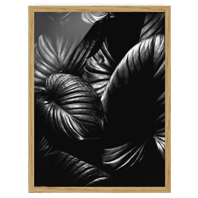 Kubistika Bilder Schwarz Weiß Botanik Hosta