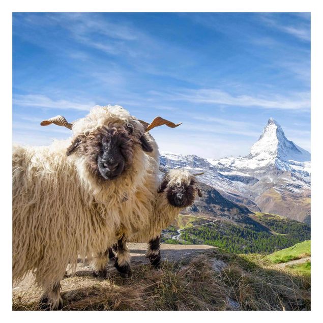 Tapeten kaufen Schwarznasenschafe von Zermatt
