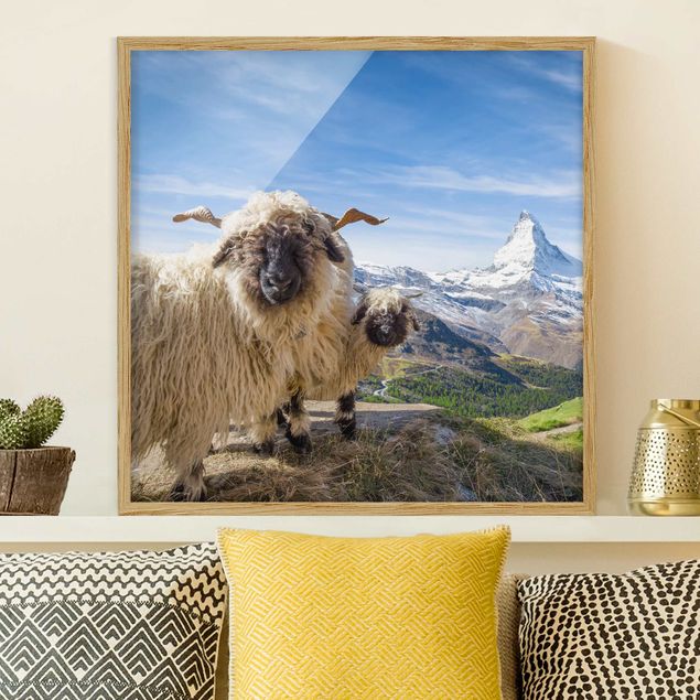 Moderne Bilder mit Rahmen Schwarznasenschafe von Zermatt