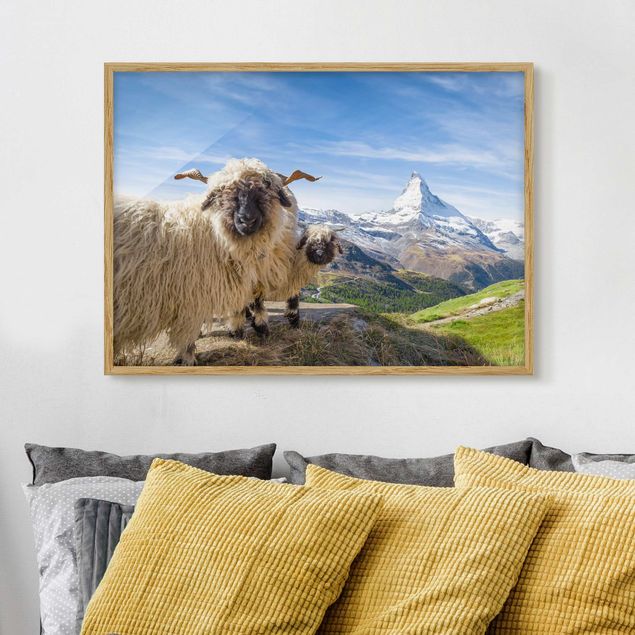 Moderne Bilder mit Rahmen Schwarznasenschafe von Zermatt