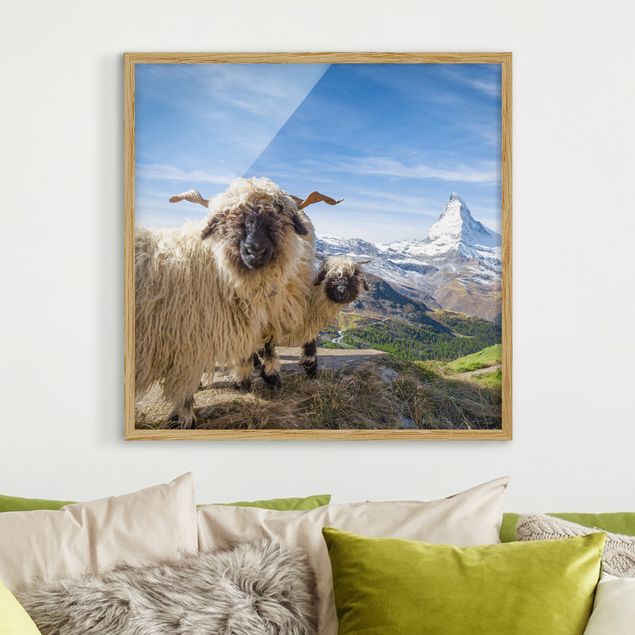Natur Bilder mit Rahmen Schwarznasenschafe von Zermatt
