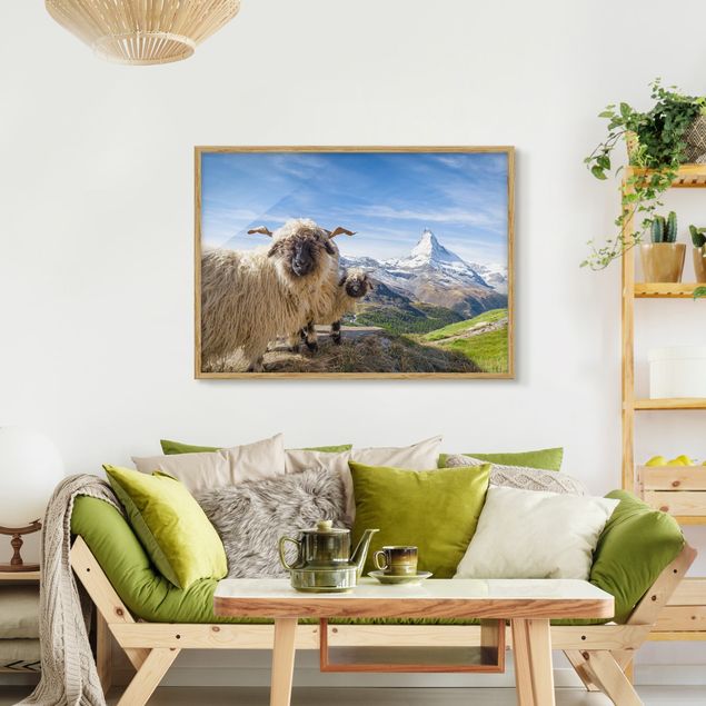 Tiere Bilder mit Rahmen Schwarznasenschafe von Zermatt