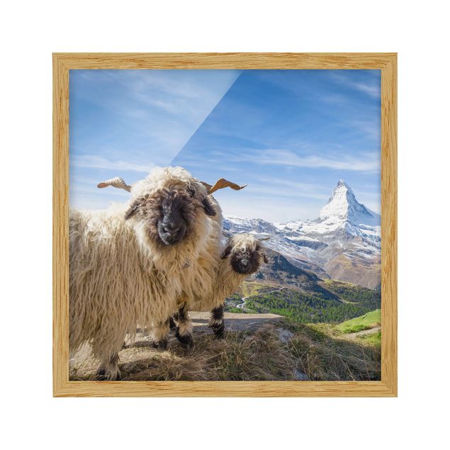 Bilder Schwarznasenschafe von Zermatt