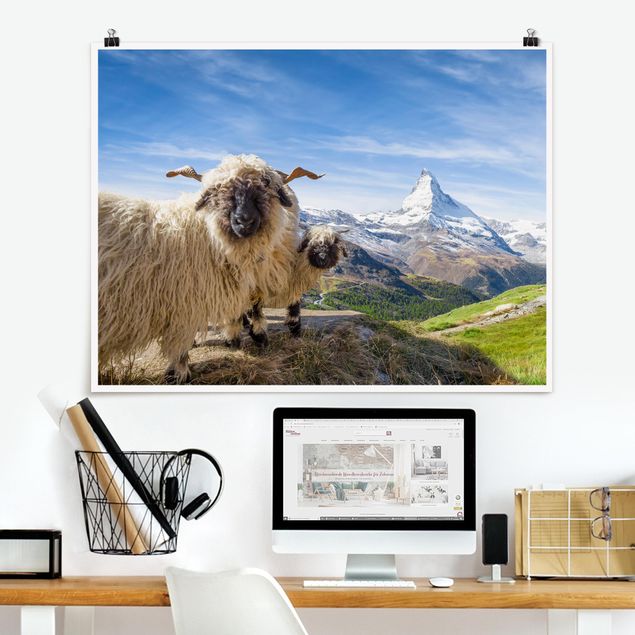 Poster Berge Schwarznasenschafe von Zermatt