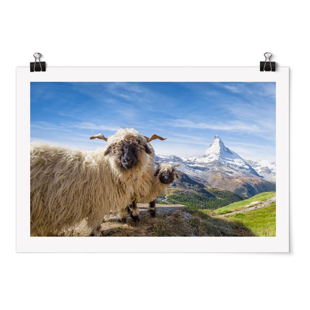 Landschaft Poster kaufen Schwarznasenschafe von Zermatt