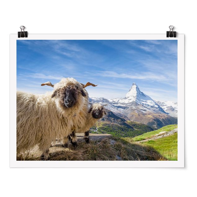 Poster Landschaft Schwarznasenschafe von Zermatt