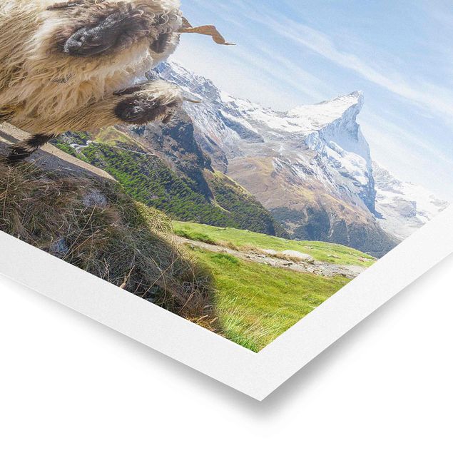 schöne Bilder Schwarznasenschafe von Zermatt