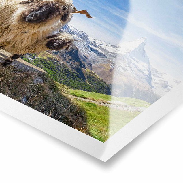 Poster kaufen Schwarznasenschafe von Zermatt