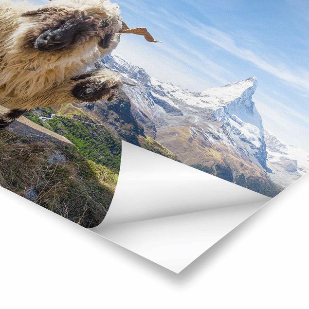 Poster - Schwarznasenschafe von Zermatt - Querformat 3:2
