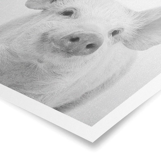 Poster bestellen Schwein Schorsch Schwarz Weiß