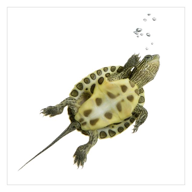 Fototapete - Schwimmende Schildkröte