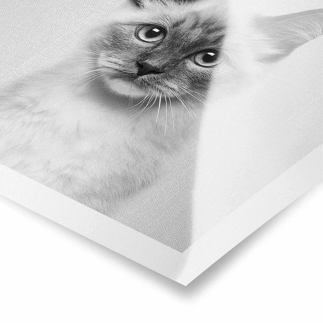 Poster bestellen Siamkatze Sibylle Schwarz Weiß
