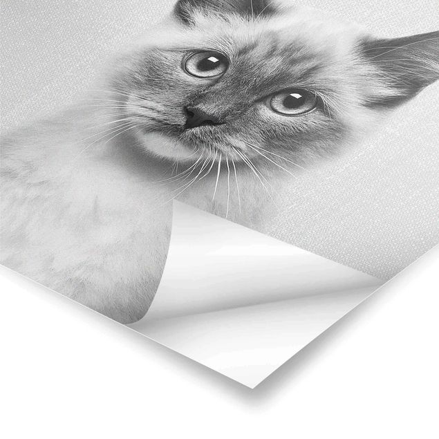 Poster - Siamkatze Sibylle Schwarz Weiß - Quadrat 1:1