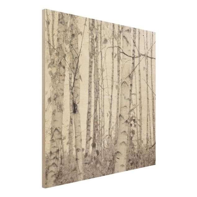 Holzbilder Natur Silberbirke im weißen Licht