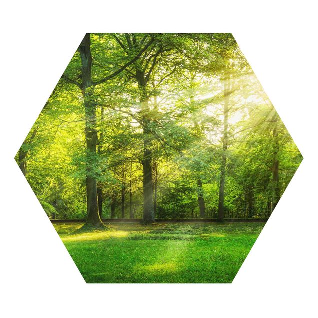Hexagon Bild Forex - Spaziergang im Wald