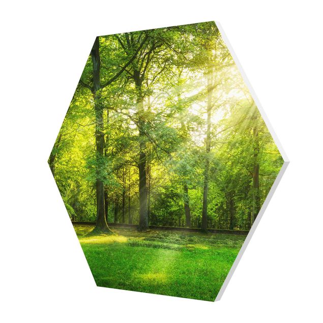 Hexagon Bild Forex - Spaziergang im Wald