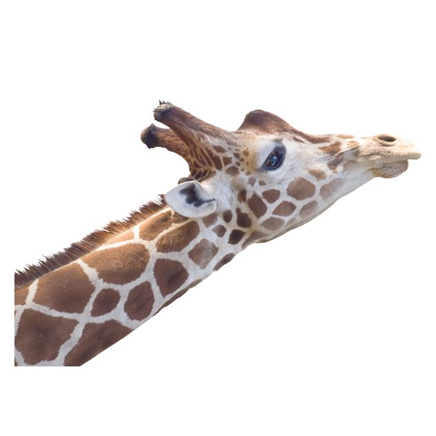 Klebefolie für Fenster suchende Giraffe