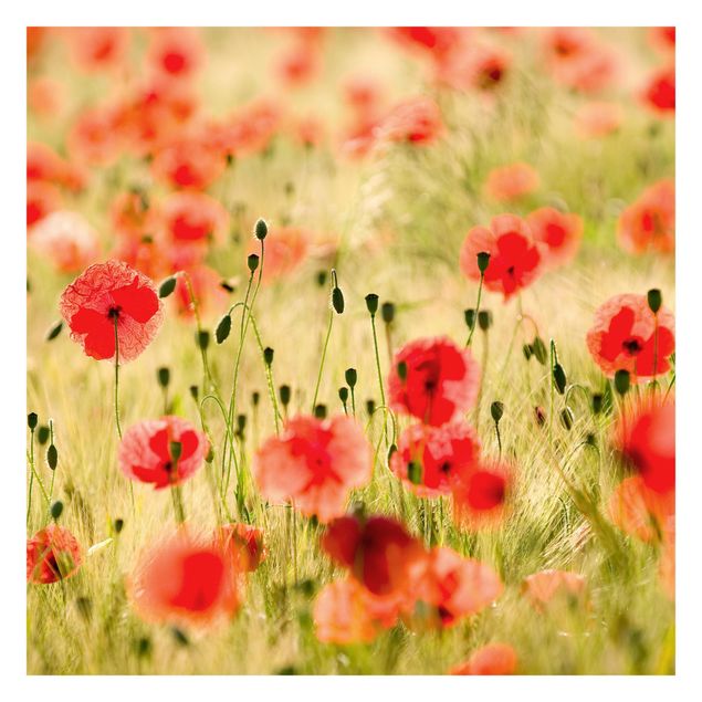 Fototapete - Summer Poppies