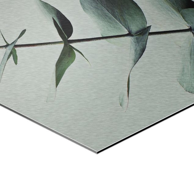 Hexagon Bild Alu-Dibond - Symmetrischer Eukalyptuszweig