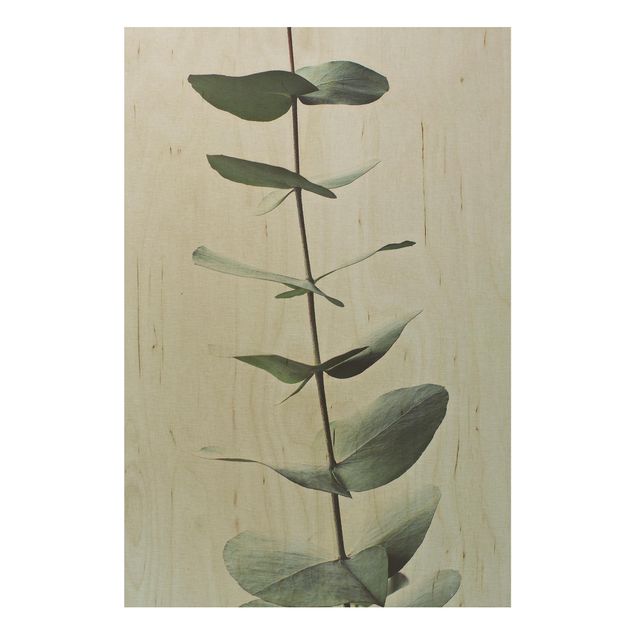Monika Strigel Poster Symmetrischer Eukalyptuszweig