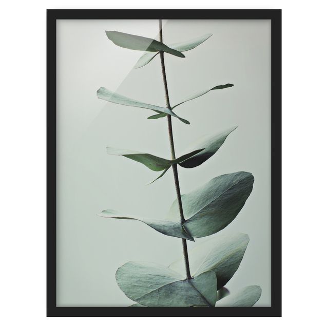 Bild mit Rahmen - Symmetrischer Eukalyptuszweig - Hochformat