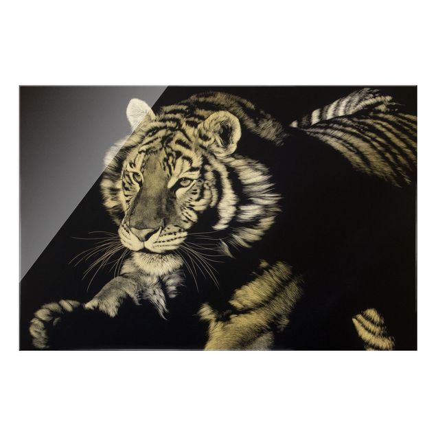 Glasbild - Tiger im Sonnenlicht vor Schwarz - Querformat 3:2