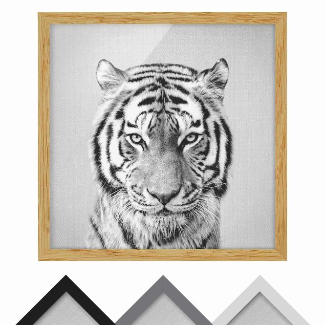 Bild mit Rahmen - Tiger Tiago Schwarz Weiß - Quadrat - 1:1