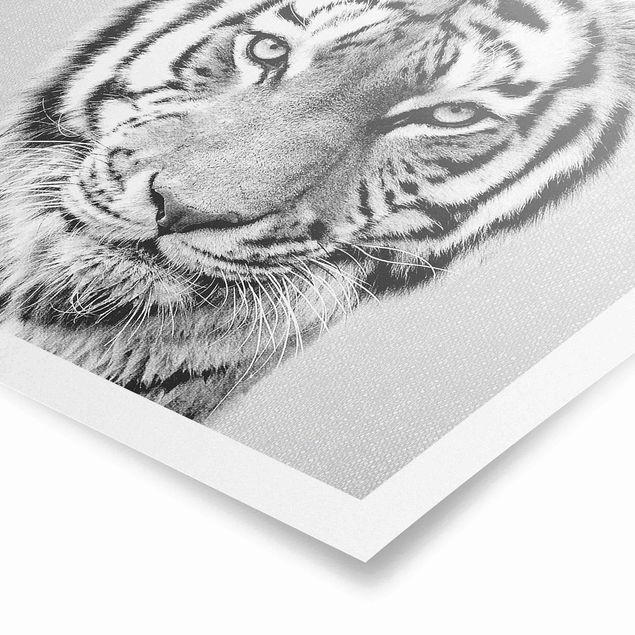 schöne Bilder Tiger Tiago Schwarz Weiß