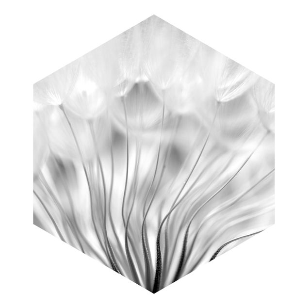 Tapeten Traumhafte Pusteblume schwarz-weiß